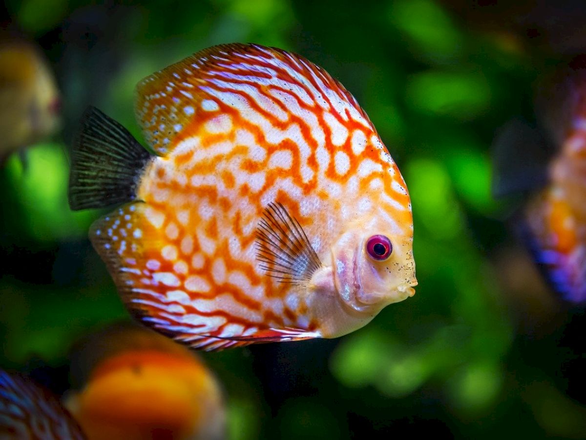 The image shows a brightly colored fish with orange and white patterns swimming in an aquarium with green plants in the background.