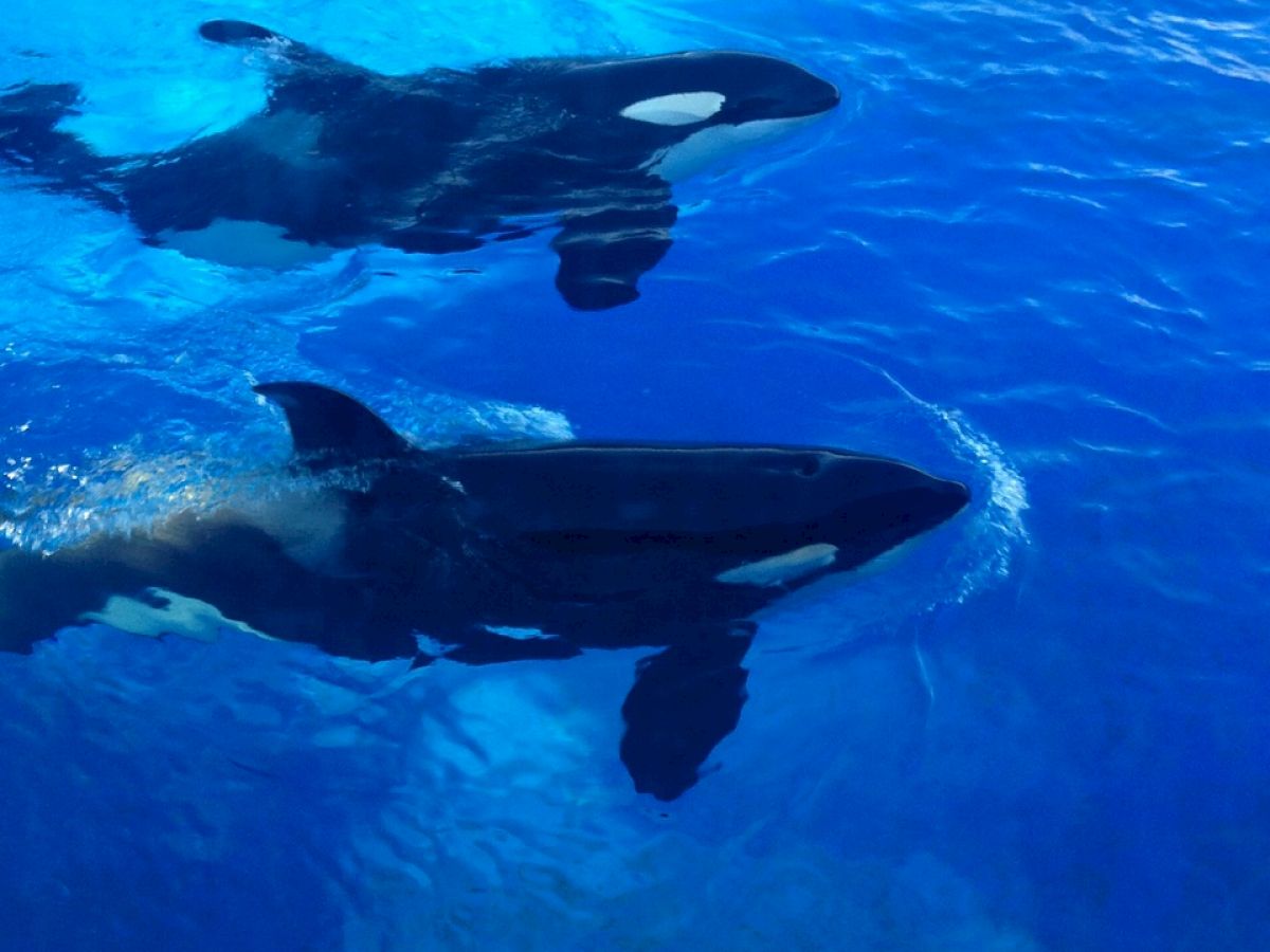 Two orcas swimming in a blue aquatic environment, possibly in a pool or marine park.