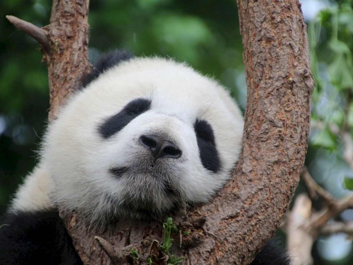 A panda resting its head on a tree branch, looking relaxed and sleepy with greenery in the background.