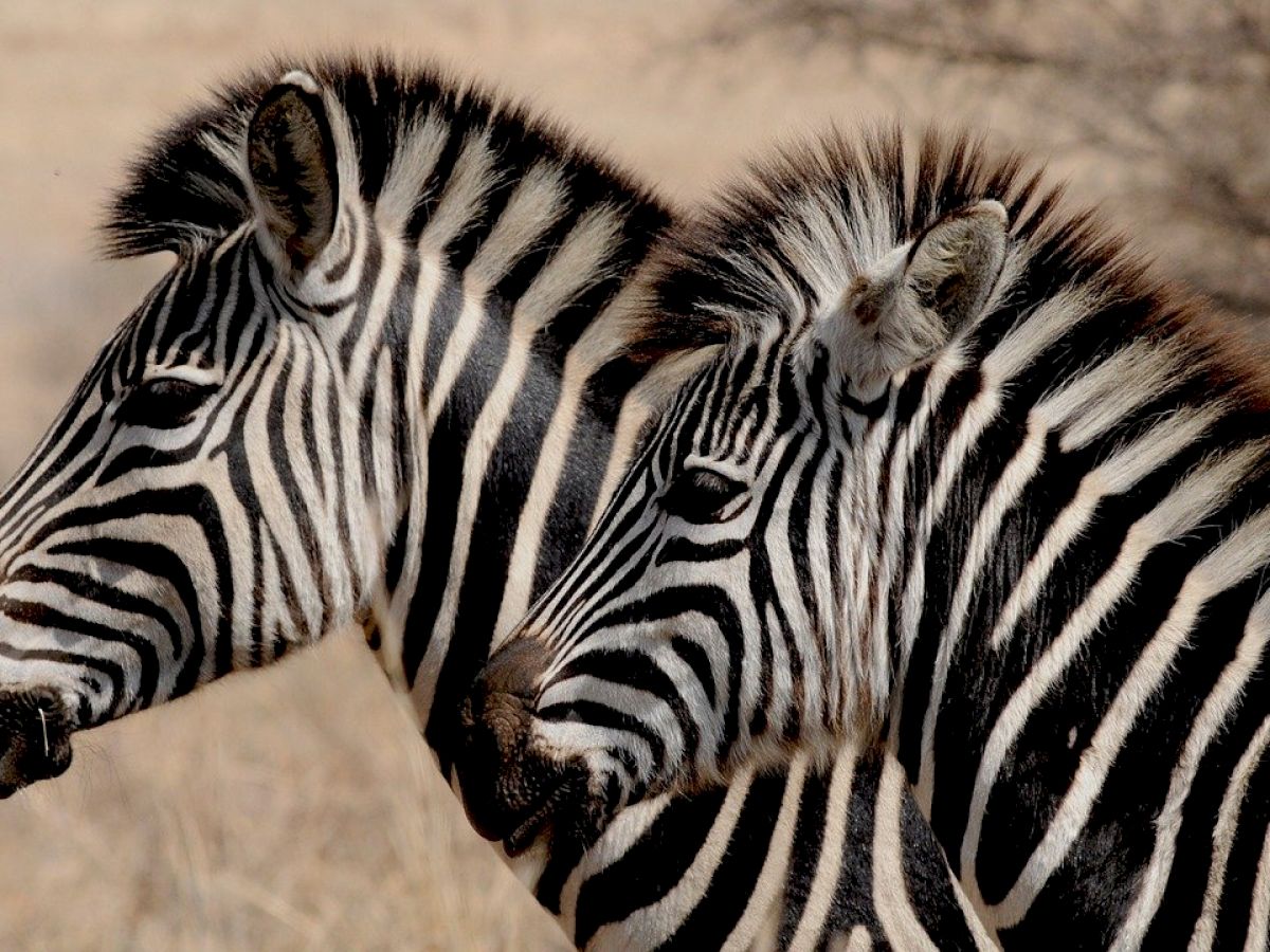 The image shows two zebras standing close together, facing the left, in a dry, grassy environment.